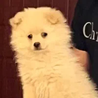 پامرین اصیل