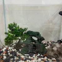 آکواریوم شیشه خم/تصفیه استوانه ای/بخاری/سنگ/لامپ|ماهی|تهران, مروارید شهر|دیوار