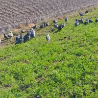خروس امروک اصل جوجه امروک اصیل تخم مرغ  نطفه دار|حیوانات مزرعه|مشهد, میان ولایت|دیوار