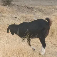 دو عدد بز اپس سه ماهه|حیوانات مزرعه|ایرانشهر, |دیوار