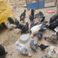 فروش خروس و مرغ رسمی|حیوانات مزرعه|کهریزک, |دیوار