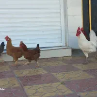 مرغ و خروس لری محلی