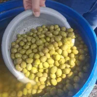 پخش عمده زیتون سوپر ویژه|خوردنی و آشامیدنی|تهران, میدان میوه و ترهبار مرکزی|دیوار