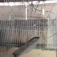سه عدد قفس|لوازم جانبی حیوانات|مشهد, انصار|دیوار