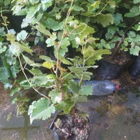 گلخانه|خدمات باغبانی و درختکاری|مسجد سلیمان, |دیوار