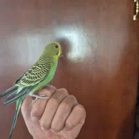 ۳ تا  مرغ دستی