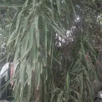 گل‌های یوکا