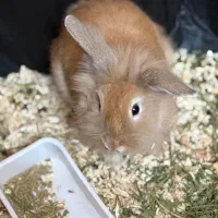 خرگوش لوپ بازیگوش با وسایل به فروش میرسد