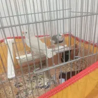 فنچ|پرنده|تربت جام, حافظ|دیوار