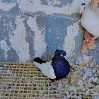 ۴اکبوتر صید پرشی به شرط|پرنده|بجنورد, |دیوار