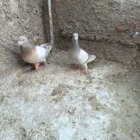 نقره ای|پرنده|کوهمره, |دیوار