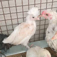فروش دائمی جوجه ومولدهای تضمینی وخالص انواع نژادها|حیوانات مزرعه|تهران, خاوران|دیوار
