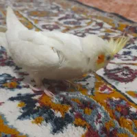 عروس هلندی نر لوتینو|پرنده|مشهد, شهید احمدی روشن|دیوار