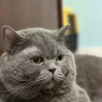 گربه اوکراینی نر جفتگیری