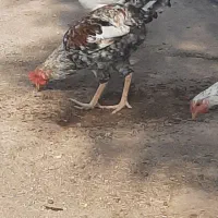 مرغ و خروس فروشی محلی