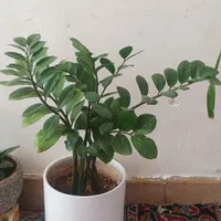 گل طبیعی