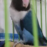 طوطی برزیلی نر|پرنده|جم, |دیوار