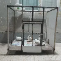 قفس.آغول.آقول.سگ.آهنی