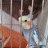 دوعدد عروس هلندی نر