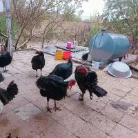 تعدادی مرغ تخم گذار جوان و خروس نژادهای امروک و..