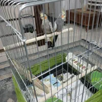 یک جفت عروس هلندی|پرنده|هشتگرد, فاز ۱ مهستان|دیوار