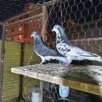 دوتا نر رنگی عطیقه زرنگ و پرشی