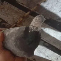 پرندگان|پرنده|اهواز, کوی باهنر|دیوار