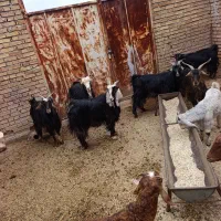 بز و بی|حیوانات مزرعه|اندیمشک, |دیوار