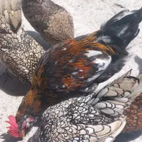 خروس گلین سالم سرحال ویتامین خورده