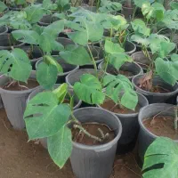 گلهای آپارتمان|گل و گیاه طبیعی|پاکدشت, پاکدشت (مامازند)|دیوار