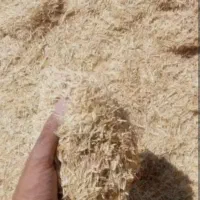 کاه‌ سفید گندم