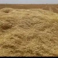 کاه دیم ۱۰۰انبار بزرگ