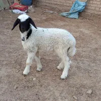 بره ماده عراقی