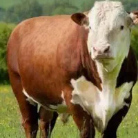 پیدا شده گوساله