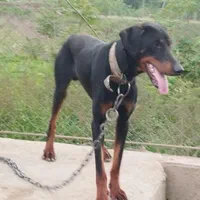 سگ دوبرمن نرماسال|سگ|ماسال, |دیوار