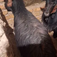 چپش ابستن|حیوانات مزرعه|چادگان, |دیوار