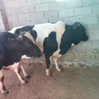 سلام ۳عددگوساله نر