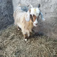 بز غاله جوان چاق|حیوانات مزرعه|ایواوغلی, |دیوار