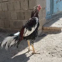 خروس ومرغ|حیوانات مزرعه|شاهین دژ, |دیوار