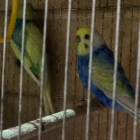 مرغ عشق ریمبو رنگین‌کمانی|پرنده|تهران, پاسداران|دیوار