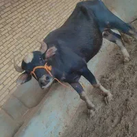 گامویش|حیوانات مزرعه|سوسنگرد, |دیوار