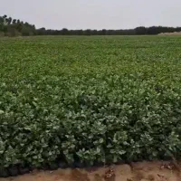 نهال پسته