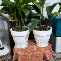 گل برگ عبای  و گلدان|گل و گیاه طبیعی|جهرم, |دیوار
