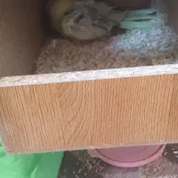 عروس هلندی جفت مولد|پرنده|گرگان, |دیوار