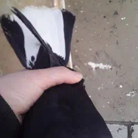 کبوتر|پرنده|تبریز, |دیوار