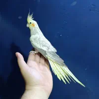 عروس هلندی طاووسی ماده  بالغ دستی