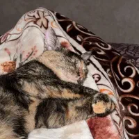 واگذاری گربه|گربه|بندرعباس, |دیوار