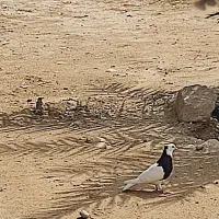 کبوتر طوقی سیاه