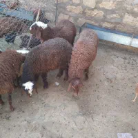 کفش....بره درجه یک ۳تا