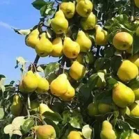 فروش نهال های یه ساله دوساله سه ساله تضنمینی